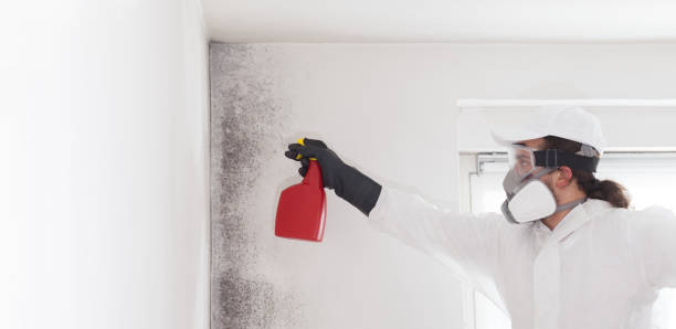 Professional Mold Remediation in Three Rivers, CA