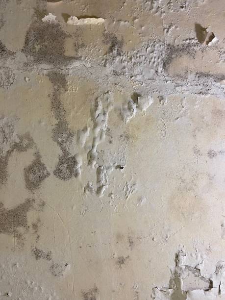 Best White Mold Remediation in Three Rivers, CA