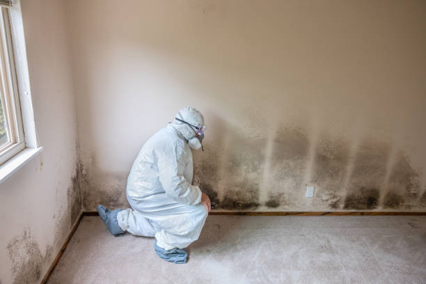 Best Mold Remediation for Schools in Three Rivers, CA