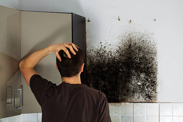 Best HVAC Mold Remediation in Three Rivers, CA