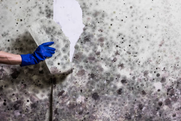 Best Residential Mold Remediation in Three Rivers, CA